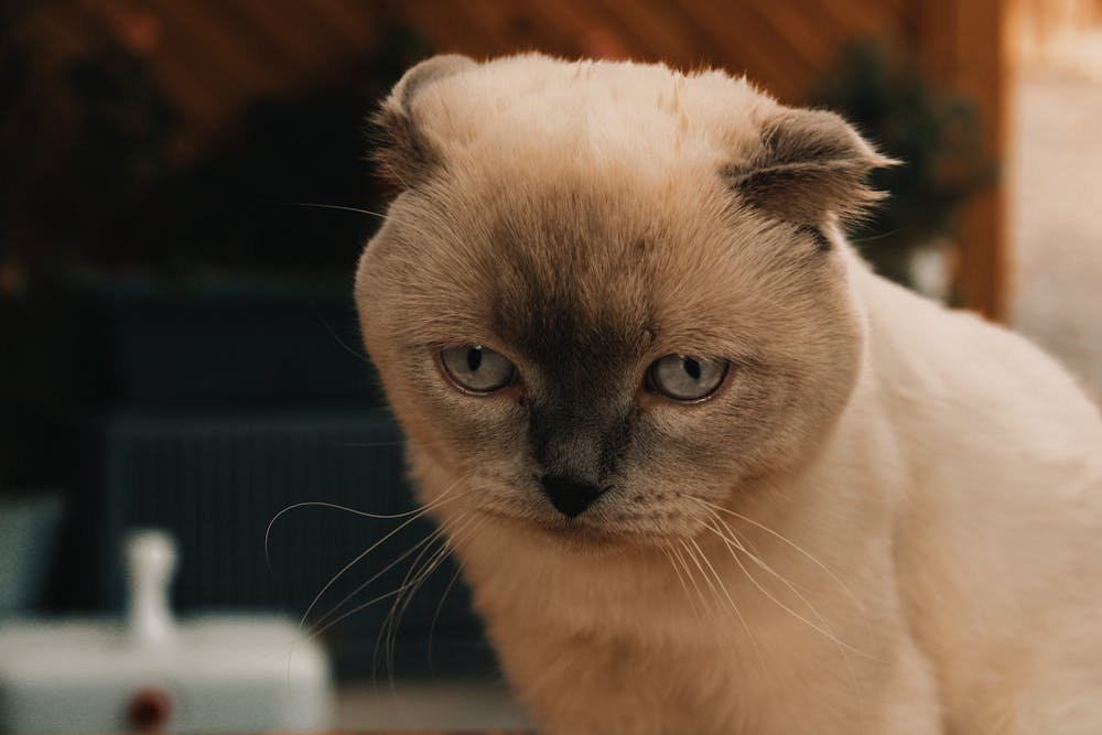 Closeup of a Scottish Fold Cat