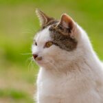Charming Feline Portrait in Natural Light