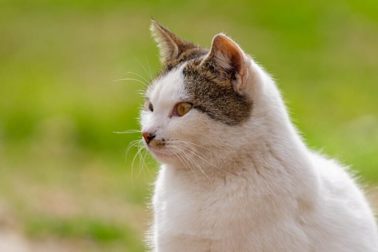 Charming Feline Portrait in Natural Light