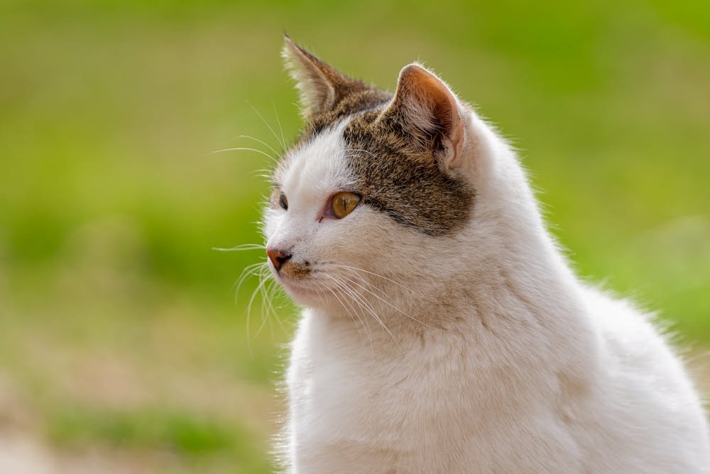 Charming Feline Portrait in Natural Light