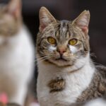 Close-up Portrait of a Tabby Cat Outdoors