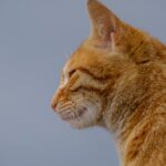 Close-up Portrait of a Ginger Cat Outdoors