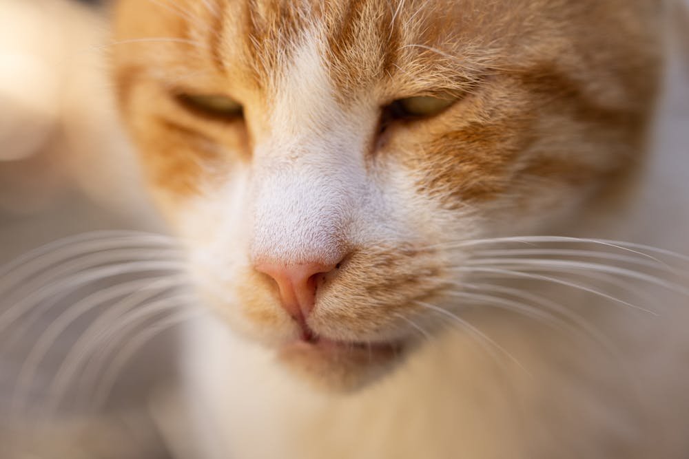 Close-Up Shot of an Orang and White Cat