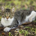 A Cat With Green Eyes