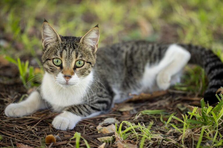 A Cat With Green Eyes