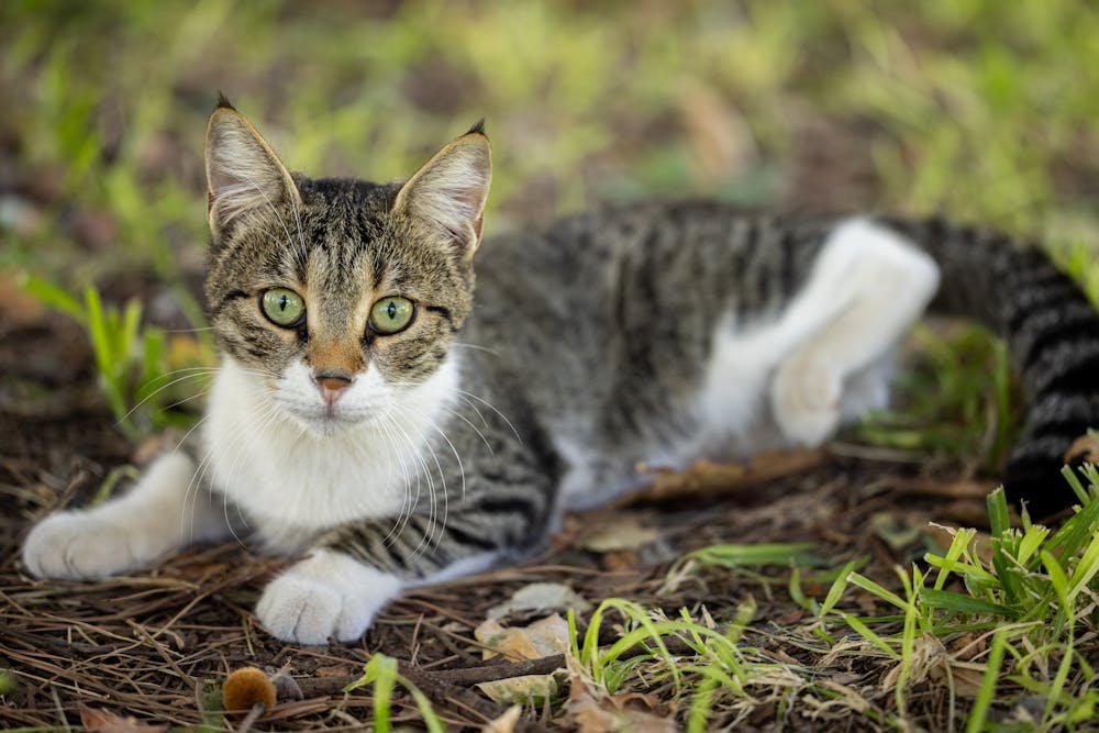 A Cat With Green Eyes
