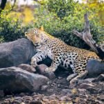 Leopard Sleeping on Stones