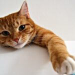 Orange Cat Reaching Out