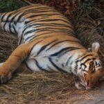 Man-Eating Tiger Finally Captured