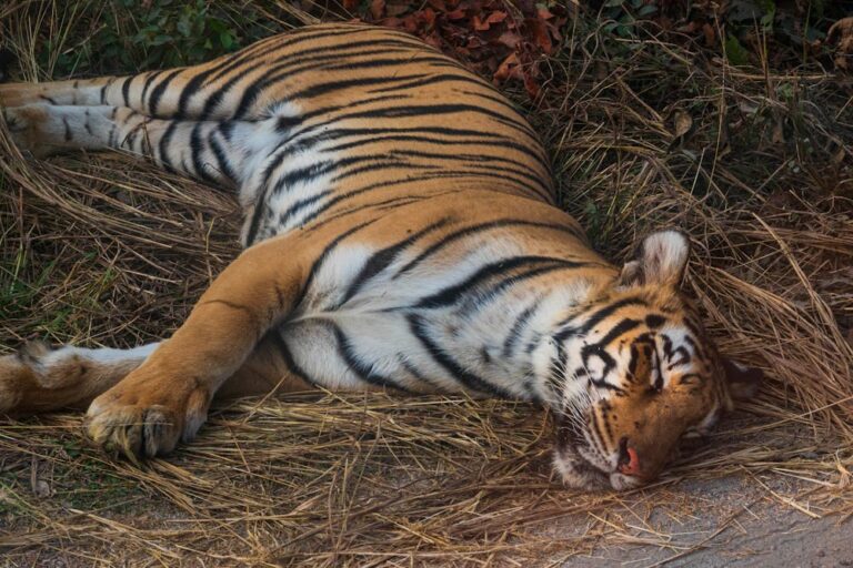 Man-Eating Tiger Finally Captured