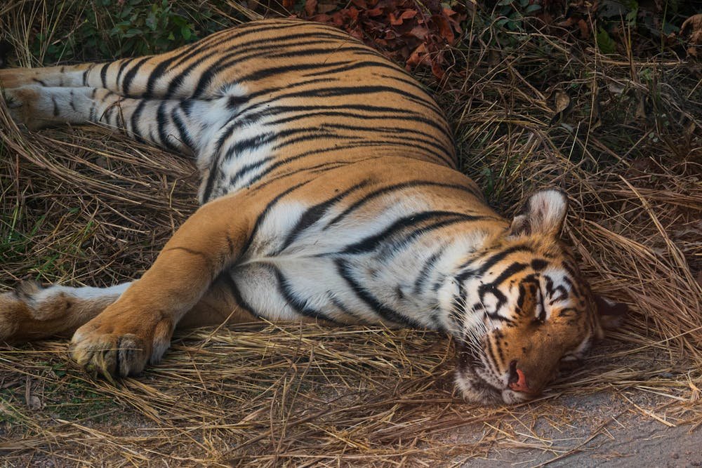 Man-Eating Tiger Finally Captured