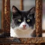 Black and White Cat behind a Rusted Fence