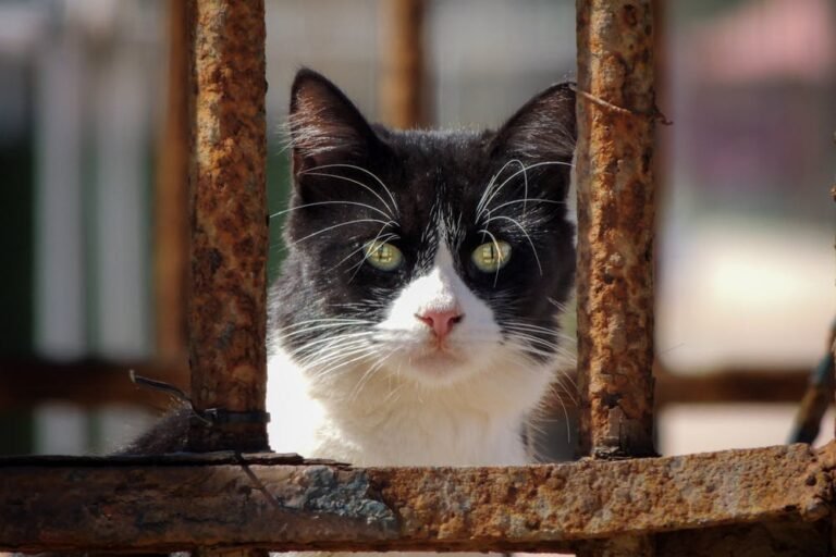 Black and White Cat behind a Rusted Fence