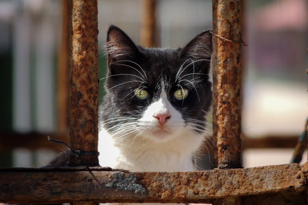 Black and White Cat behind a Rusted Fence