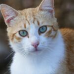 Orange Tabby Cat With Tongue Out