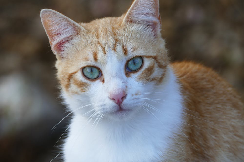 Orange Tabby Cat With Tongue Out