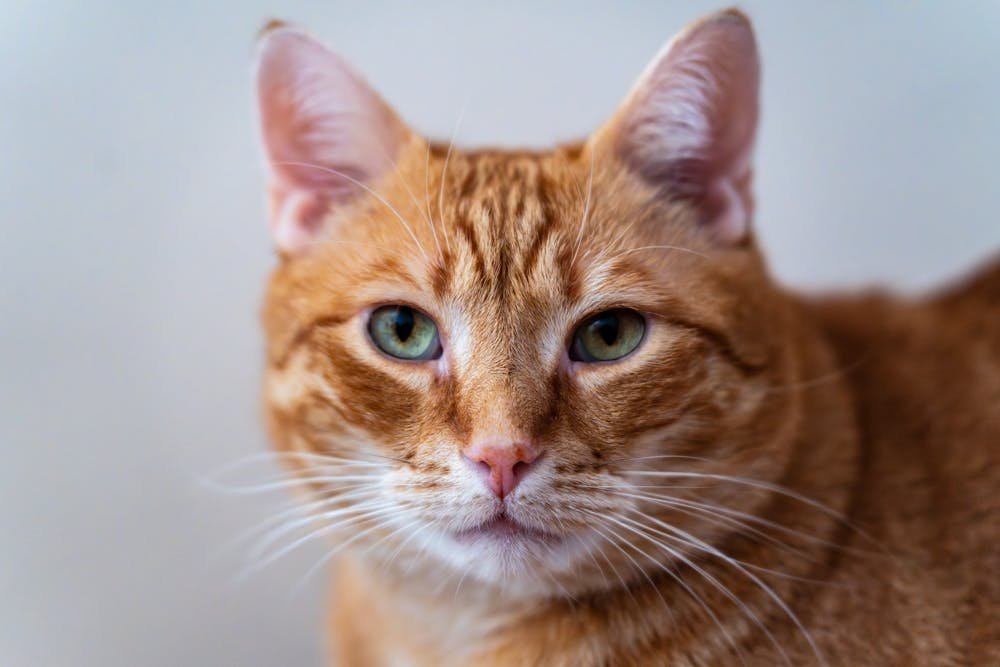 Close-up Portrait of a Ginger Tabby Cat