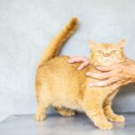 Photo of Orange Tabby Cat