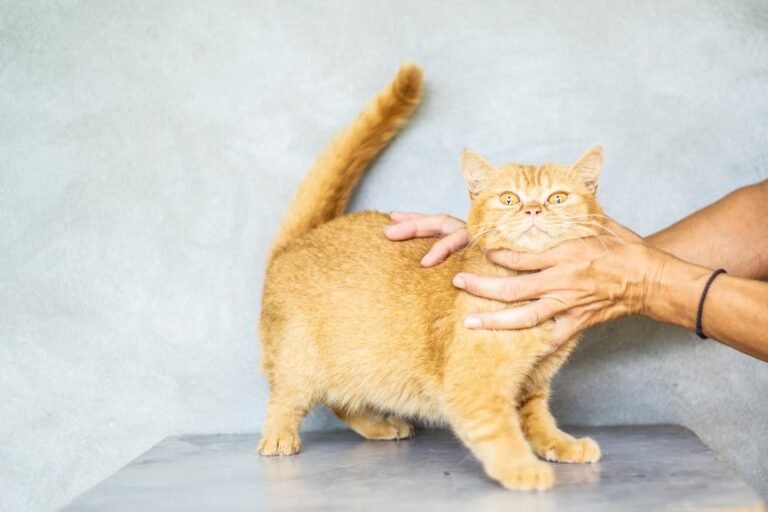 Photo of Orange Tabby Cat