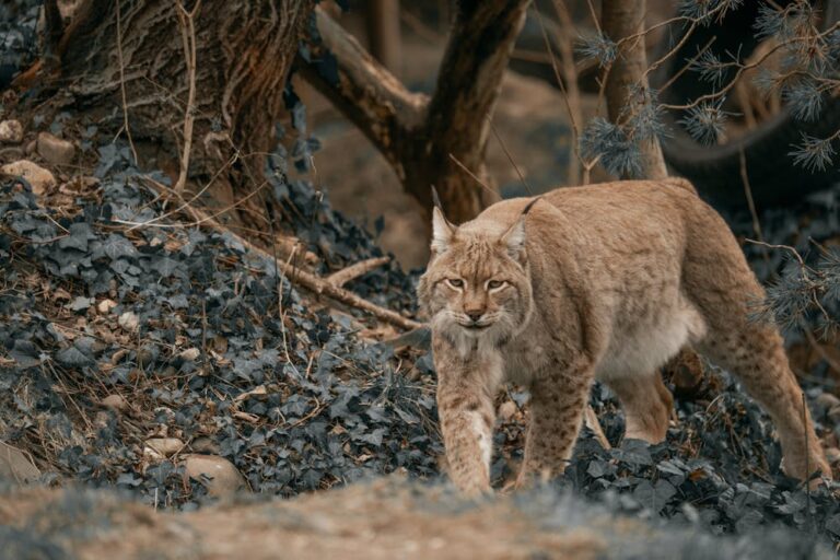 Wild Eurasian Lynx in Forest Habitat