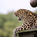 Leopard Yawning Lying on Brown Wood