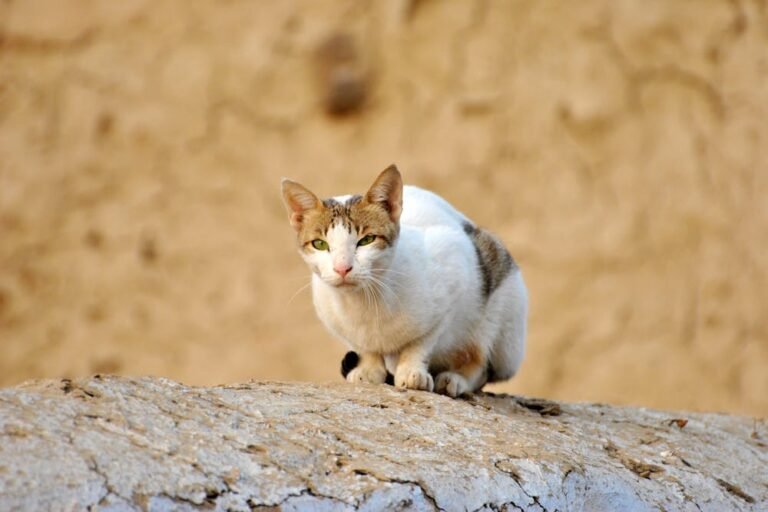 Animal Portrait of a Cat Standing on the Wooden Floor