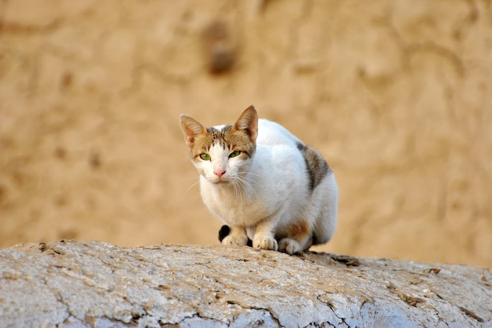 Animal Portrait of a Cat Standing on the Wooden Floor