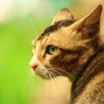 Head of Cat