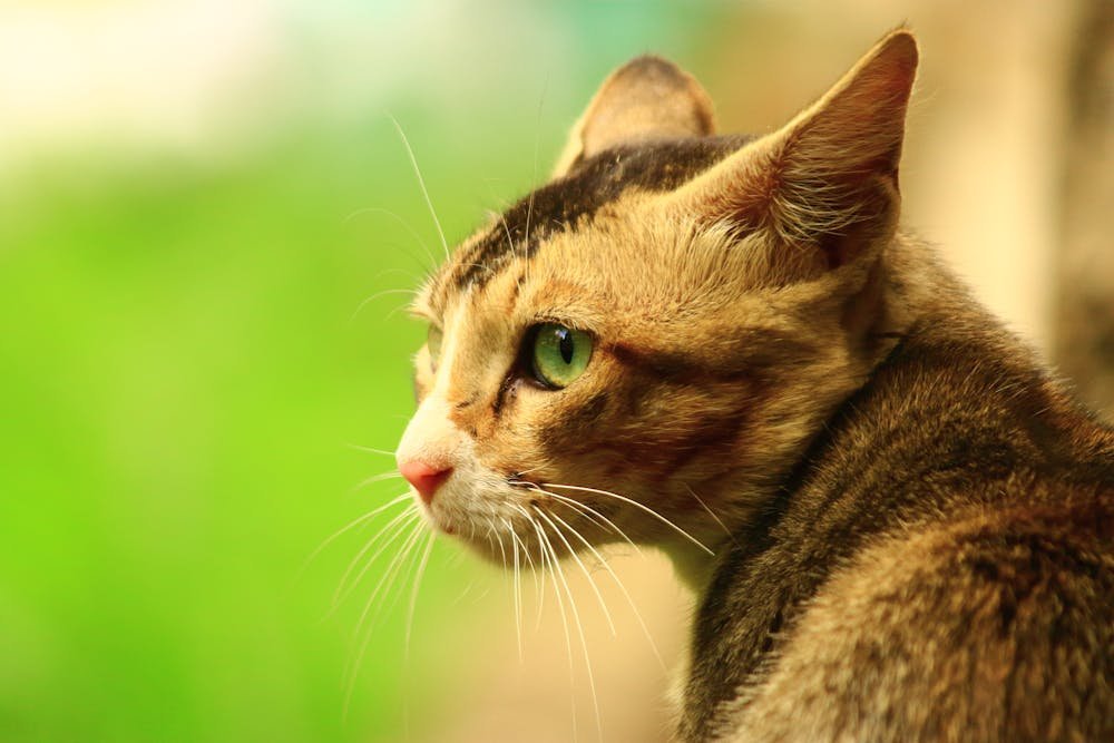 Head of Cat