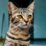 Portrait of Tabby Cat