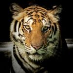 Wildlife Photography of Tiger