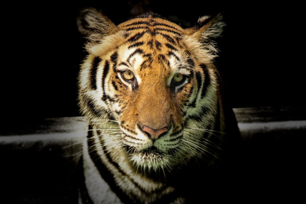 Wildlife Photography of Tiger