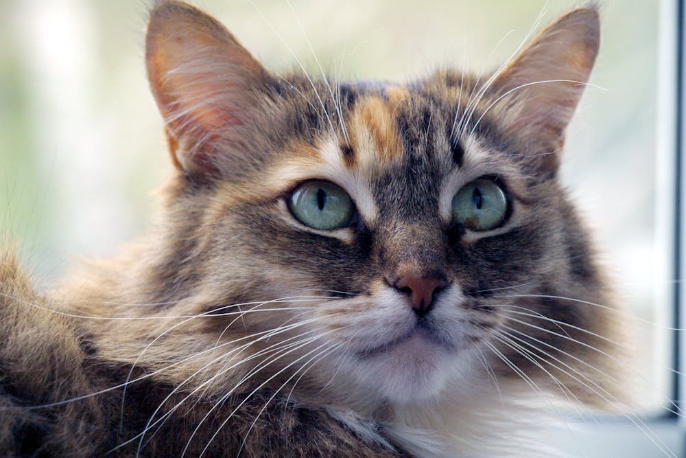 Close-Up Photo of a Brown Cat with White Whiskers
