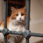 Raj Bhavan Cats Win Epic Battle