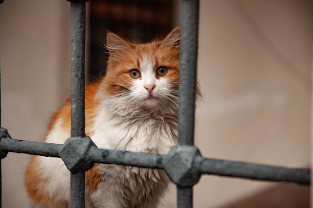 Raj Bhavan Cats Win Epic Battle
