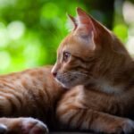 Shallow Focus Photo of Orange Tabby Cat