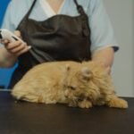 Grooming of Cat by a Professional Groomer