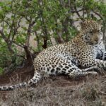 Leopard Lying on Brown Grass
