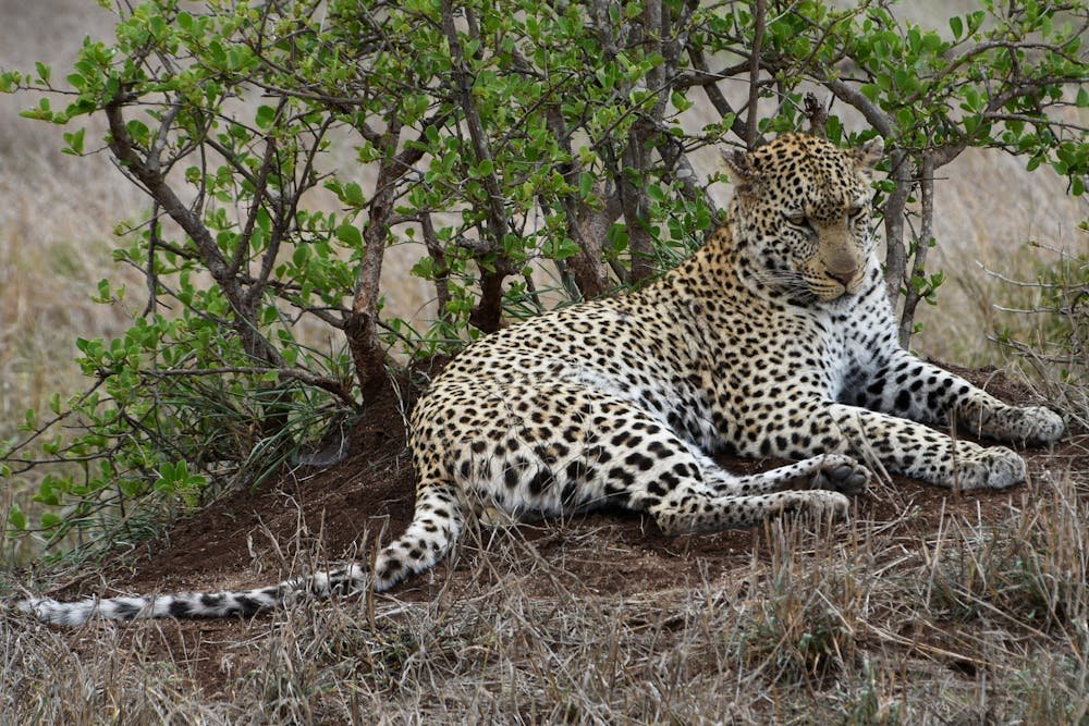 Leopard Lying on Brown Grass