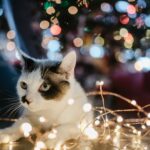 black and white cat lyes beside lighted string light
