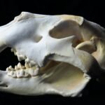 white and black animal skull