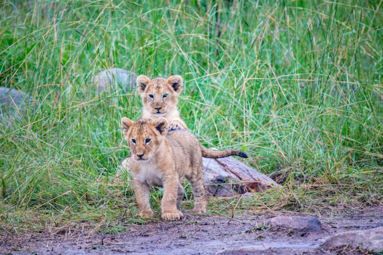 a couple of small lions standing next to each other