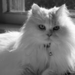 a fluffy white cat with blue eyes laying on the ground