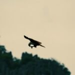brown eagle above trees