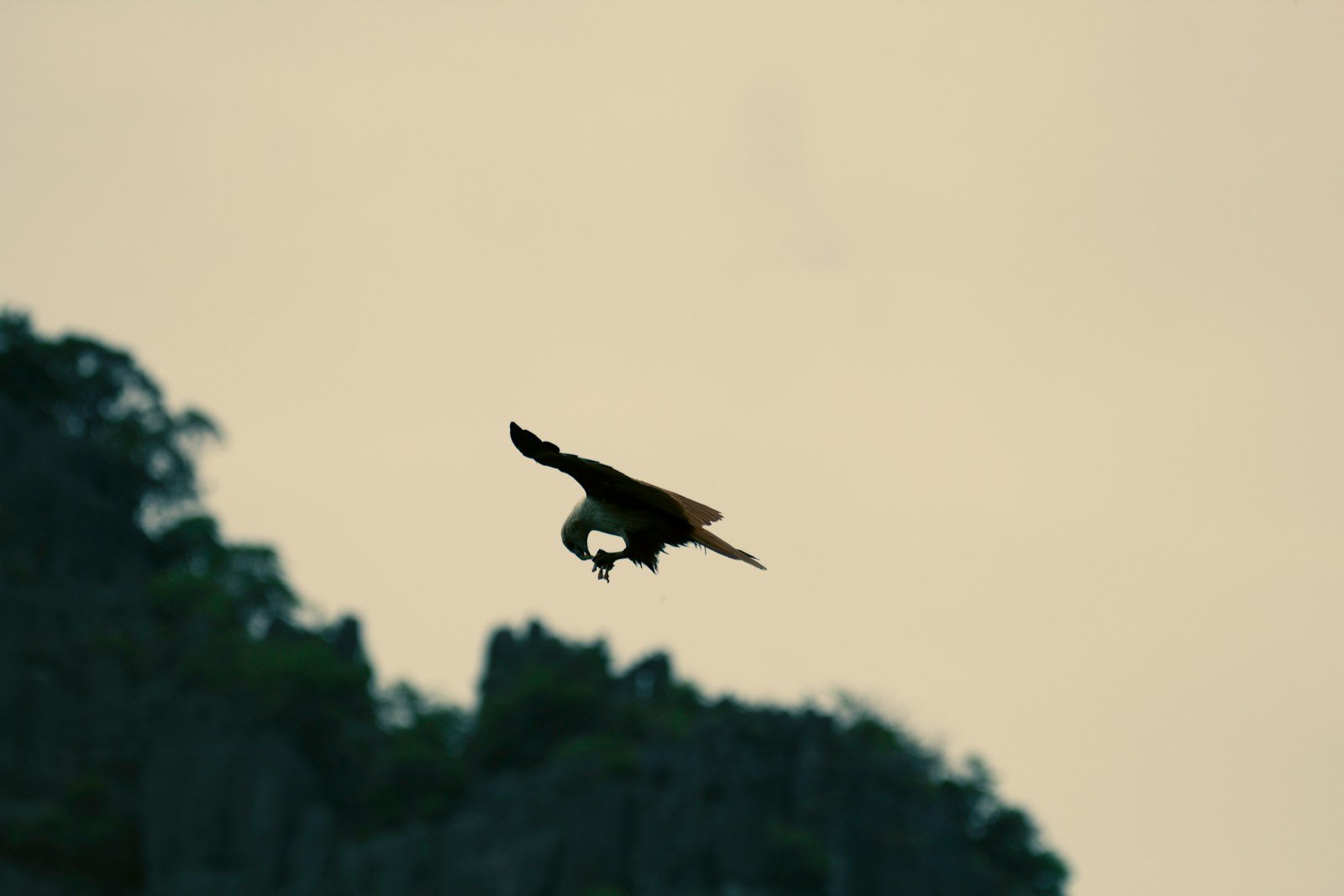 brown eagle above trees
