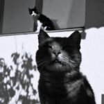 A black and white photo of a cat and a window