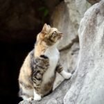 a cat sitting on a rock