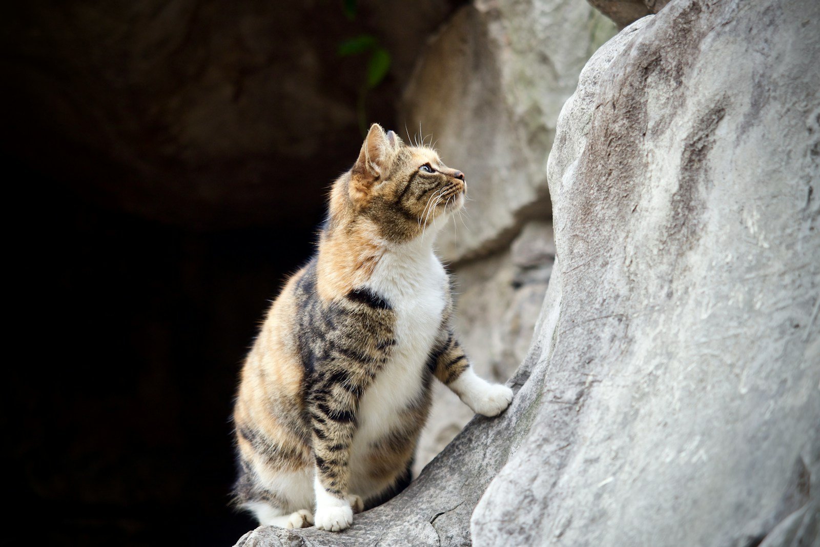 a cat sitting on a rock