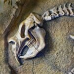 A skeleton of a bird on a rock