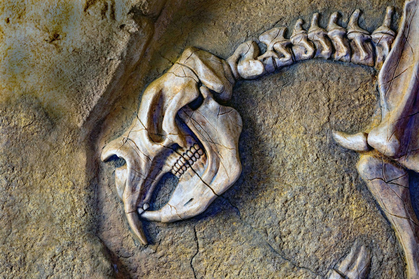A skeleton of a bird on a rock